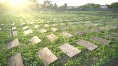 Tarım salyangozları çiftliğindeki ahşap raflarda aktif salyangozlar. Salyangoz başka bir salyangoz kabuğuna yavaş çekimde tırmanır. Fransız mutfağı gastronomi lezzetleri için organik yumuşakçalar büyür. Salyangoz çiftliği, salyangoz yetiştirme, salyangoz çiftliği sulama.