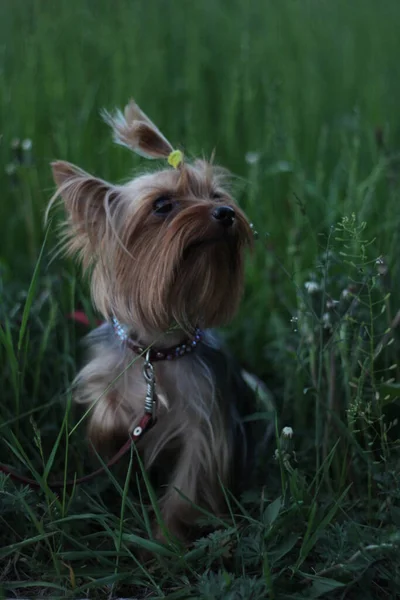 Yorkshire Terrier Egy Kis Kutyája Áll Füvön Néz Közelkép — Stock Fotó