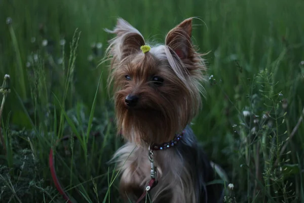 Yorkshire Terrier Egy Kis Kutyája Áll Füvön Néz Közelkép — Stock Fotó