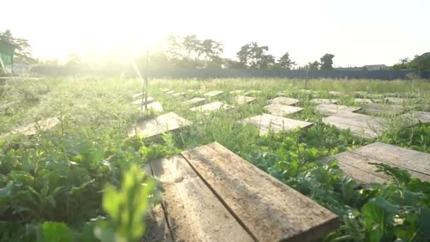 Actieve Escargots Houten Planken Landbouw Slakken Boerderij Slak Klimt Een — Stockvideo