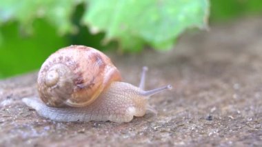 Tarım salyangozları çiftliğindeki ahşap raflarda aktif salyangozlar. Salyangoz başka bir salyangoz kabuğuna yavaş çekimde tırmanır. Fransız mutfağı gastronomi lezzetleri için organik yumuşakçalar büyür. Salyangoz çiftliği, büyüyen salyangozlar, yakın plan salyangozlar.