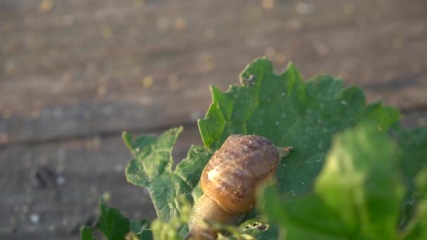 Aktive Escargots Auf Holzregalen Der Landwirtschaft Schneckenfarm Schnecke Klettert Zeitlupe — Stockvideo