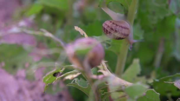 Active Escargots Wooden Shelves Agriculture Snails Farm Snail Climbs Another — Stock Video