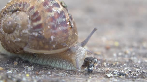 Actieve Escargots Houten Planken Landbouw Slakken Boerderij Slak Klimt Een — Stockvideo