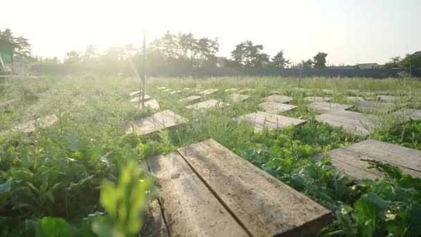 Ενεργά Σαλιγκάρια Ξύλινα Ράφια Στο Αγρόκτημα Σαλιγκαριών Γεωργίας Σαλιγκάρι Σκαρφαλώνει — Αρχείο Βίντεο