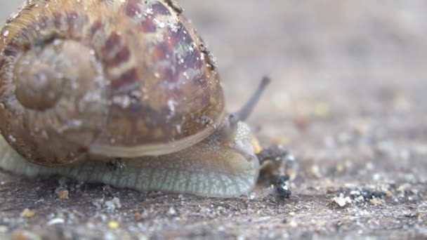 Guscio di lumaca tra foglie di germoglio fresche. lumache Mollusco con marrone — Video Stock