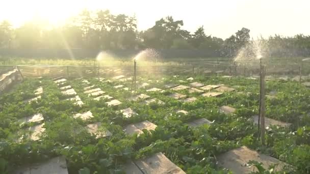 Escargots ativos em prateleiras de madeira na fazenda de caracóis de agricultura. Caracol sobe em outro caracol shell câmera lenta. Crescimento de moluscos orgânicos para iguarias gastronômicas francesas — Vídeo de Stock