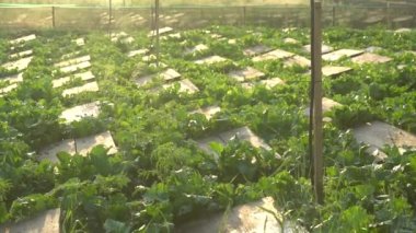 Tarım salyangozları çiftliğindeki ahşap raflarda aktif salyangozlar. Salyangoz başka bir salyangoz kabuğuna yavaş çekimde tırmanır. Fransız mutfağı gastronomi lezzetleri için organik yumuşakçalar gelişimi