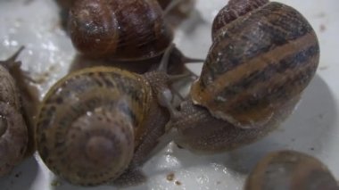 Tarım salyangozları çiftliğindeki ahşap raflarda aktif salyangozlar. Salyangoz başka bir salyangoz kabuğuna yavaş çekimde tırmanır. Fransız mutfağı gastronomi lezzetleri için organik yumuşakçalar gelişimi