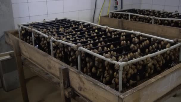 Actieve escargots op houten planken in de landbouw slakken boerderij. Slak klimt op een andere slak shell slow motion. Biologische groei van weekdieren voor Franse gastronomie delicatessen — Stockvideo