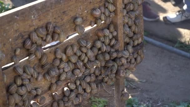 Ενεργά σαλιγκάρια σε ξύλινα ράφια στο αγρόκτημα σαλιγκαριών γεωργίας. Το σαλιγκάρι σκαρφαλώνει σε άλλο ένα σαλιγκάρι σε αργή κίνηση. Βιολογική ανάπτυξη μαλακίων για γαστρονομικές λιχουδιές γαλλικής κουζίνας — Αρχείο Βίντεο