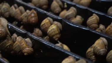 Salyangoz çiftliği, büyüyen salyangozlar, salyangozlar. Salyangoz başka bir salyangoz kabuğuna yavaş çekimde tırmanır. Fransız mutfağı gastronomi lezzetleri için organik yumuşakçalar gelişimi