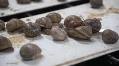 Salyangoz çiftliği, büyüyen salyangozlar, salyangozlar. Salyangoz başka bir salyangoz kabuğuna yavaş çekimde tırmanır. Fransız mutfağı gastronomi lezzetleri için organik yumuşakçalar gelişimi