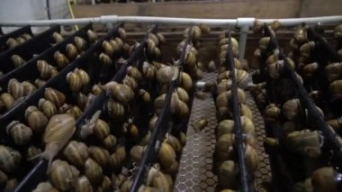 Salyangoz çiftliği, büyüyen salyangozlar, salyangozlar. Salyangoz başka bir salyangoz kabuğuna yavaş çekimde tırmanır. Fransız mutfağı gastronomi lezzetleri için organik yumuşakçalar gelişimi