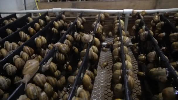 Schneckenfarm, Schneckenzucht, Schnecken aus nächster Nähe. Schnecke klettert in Zeitlupe auf ein anderes Schneckenhaus. Bio-Weichtierwachstum für die französische Küche Gastronomie Delikatessen — Stockvideo