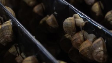 Salyangoz başka bir salyangoz kabuğuna tırmanır. Tarım salyangozlarının ahşap raflarında yavaş çekimde yakın çekim yapılır. Organik yumuşakçaların büyümesi