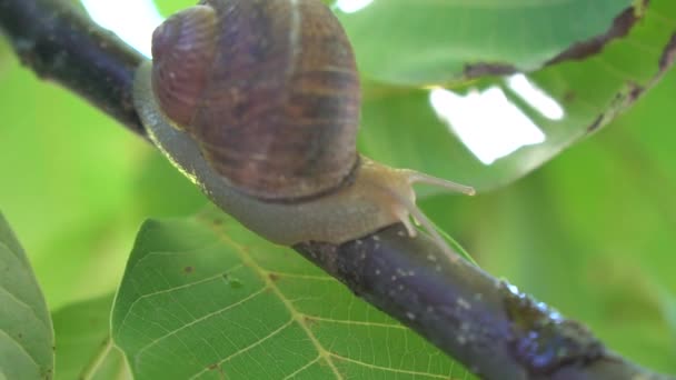 Escargot klettert auf ein weiteres Schneckenhaus auf Holzregalen in der Landwirtschaft Schnecken Bauernhof Zeitlupe Nahaufnahme. Organisches Wachstum der Weichtiere — Stockvideo