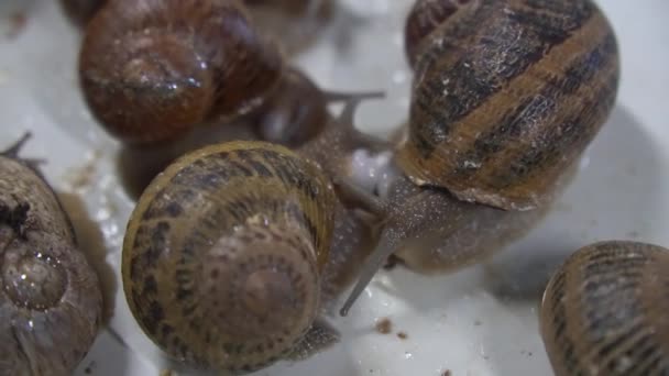 Escargot klettert auf ein weiteres Schneckenhaus auf Holzregalen in der Landwirtschaft Schnecken Bauernhof Zeitlupe Nahaufnahme. Organisches Wachstum der Weichtiere — Stockvideo