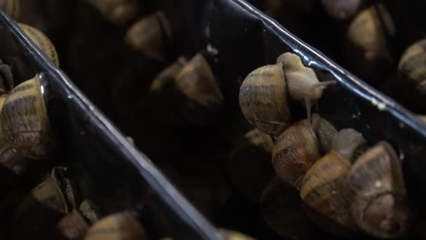 Ο Escargot σκαρφαλώνει σε ένα άλλο κέλυφος γυμνοσάλιαγκα σε ξύλινα ράφια στη γεωργία σαλιγκάρια αγρόκτημα αργή κίνηση κοντινό πλάνο. Ανάπτυξη βιολογικών μαλακίων — Αρχείο Βίντεο
