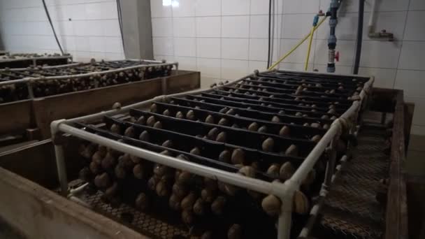 Ο Escargot σκαρφαλώνει σε ένα άλλο κέλυφος γυμνοσάλιαγκα σε ξύλινα ράφια στη γεωργία σαλιγκάρια αγρόκτημα αργή κίνηση κοντινό πλάνο. Ανάπτυξη βιολογικών μαλακίων — Αρχείο Βίντεο