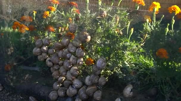 Escargot sube en otra concha babosa en estantes de madera en la agricultura caracoles granja cámara lenta de cerca disparo. Crecimiento de moluscos orgánicos — Vídeos de Stock