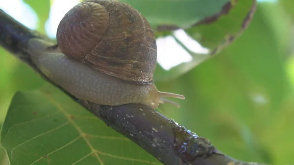 Neugierige Schnecke Garten Auf Grünem Blatt Aktive Escargots Auf Holzregalen — Stockfoto