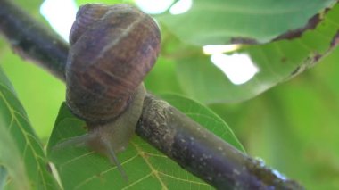 Salyangoz çiftliği, büyüyen salyangozlar, salyangozlar. Salyangoz başka bir salyangoz kabuğuna yavaş çekimde tırmanır. Fransız mutfağı gastronomi lezzetleri için organik yumuşakçalar gelişimi