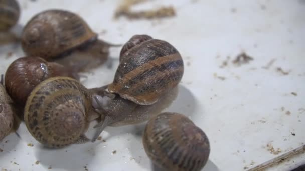 Fazenda de caracol, caracóis crescentes, caracóis close-up. Caracol sobe em outro caracol shell câmera lenta. Crescimento de moluscos orgânicos para iguarias gastronômicas francesas — Vídeo de Stock