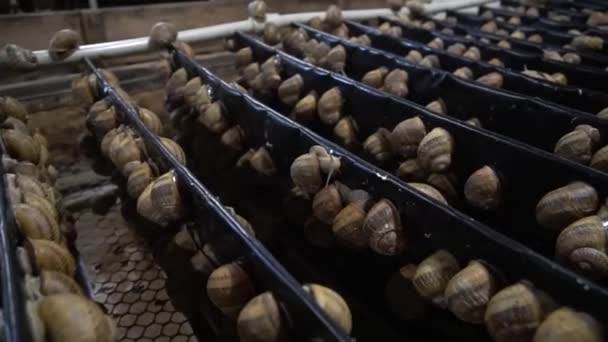 Slakkenboerderij, groeiende slakken, slakken close-up. Slak klimt op een andere slak shell slow motion. Biologische groei van weekdieren voor Franse gastronomie delicatessen — Stockvideo