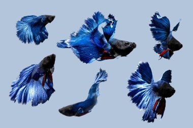 Siyam dövüşçü balığı, Gri arka planda izole edilmiş betta.