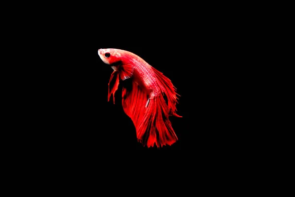 Multi color Siamese fighting fish(Rosetail)(halfmoon),red and blue dragon fighting fish,Betta splendens,on black background with clipping path