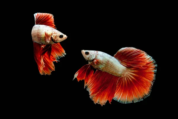 Beta Balığının Ritmi Siyam Balığı Ile Dövüşen Betta Splendens Halfmoon — Stok fotoğraf