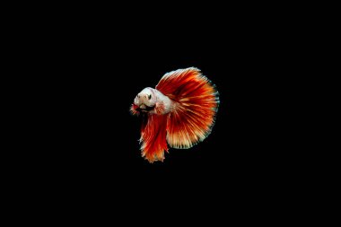 Çok renkli Siyam dövüş balığı (Rosetail) (yarım ay), ejderha dövüşü balığı, Betta ihtişamı, siyah arka planda, Dumbo kulakları