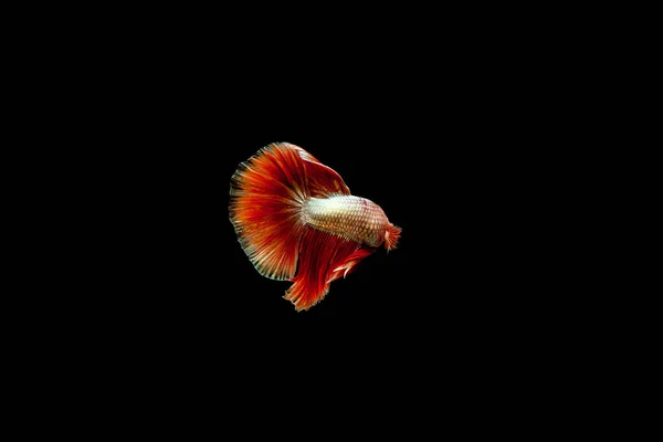 Mehrfarbiger Siam Kampffisch Rosetail Halbmond Drachen Kampffisch Betta Splendens Auf — Stockfoto