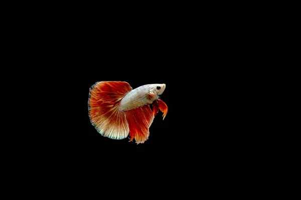 Multi Cor Siamês Combate Peixe Rosetail Meia Lua Dragão Combate — Fotografia de Stock