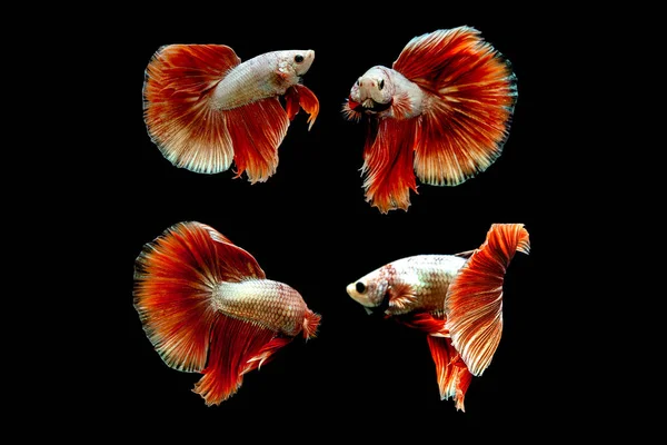 시암과 물고기싸우는 물고기 배경에 — 스톡 사진