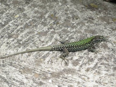 Bologna Üniversitesi Botanik Bahçesinde Yeşil Kertenkele