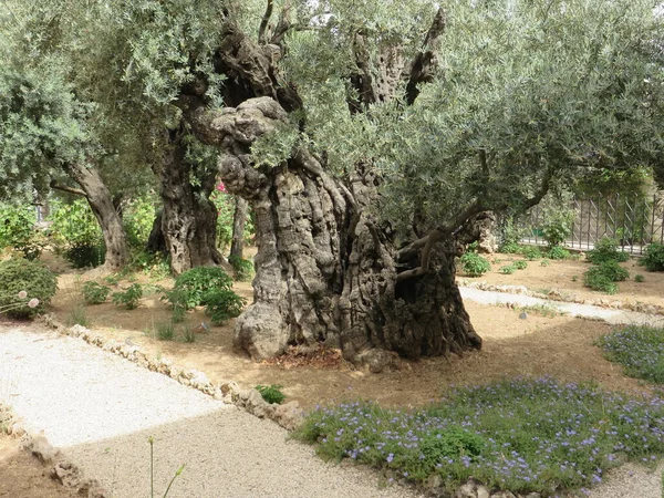 Дерево Котором Иисус Христос Медитировал Перед Своим Распятием — стоковое фото