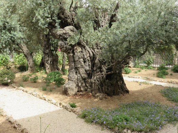 Tree Jesus Christ Meditated His Crucifixion — Stock Photo, Image