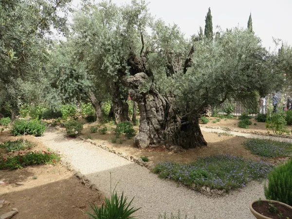 Tree Jesus Christ Meditated His Crucifixion — Stock Photo, Image