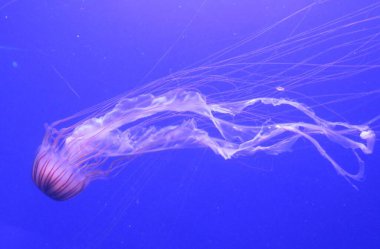 Japon deniz ısırganı ya da insanlar için tehlikeli olan Chrysaora pasifica