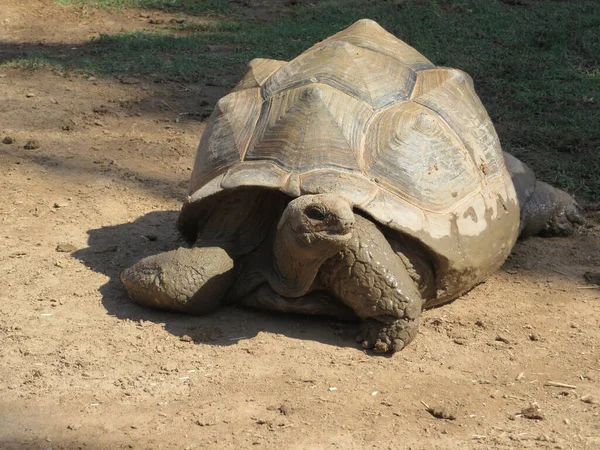 Imagen Cerca Una Tortuga Gigante Aldabra — Foto de Stock