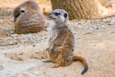 Surricatas 'ı dışarıda izleyen bir grup.