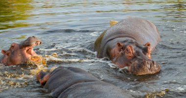 Bir grup ortak su aygırı (su aygırı amphibius), ya da su aygırı, Güney Luangwa river, Güney Luangwa, Zambiya, Afrika