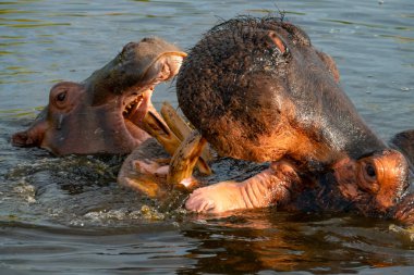 Bir grup ortak su aygırı (su aygırı amphibius), ya da su aygırı, Güney Luangwa river, Güney Luangwa, Zambiya, Afrika