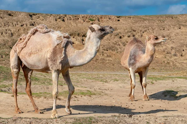 Chameau Dans Désert Israël Néguev — Photo