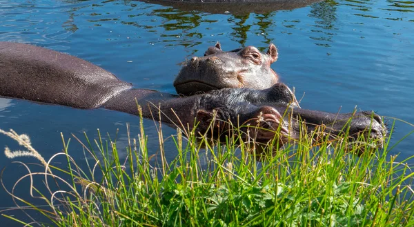 Skupina Společné Hroch Obojživelný Hippopotamus Amphibius Nebo Hroch South Luangwa — Stock fotografie