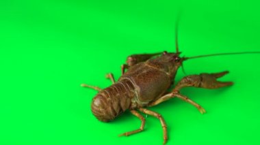 Lobster stirring its limbs. Green background can be simply removed
