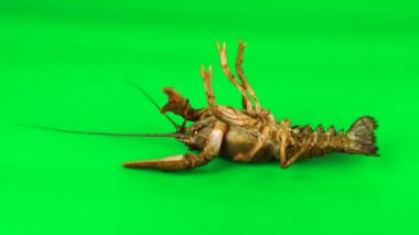 Lobster stirring its limbs. Green background can be simply removed