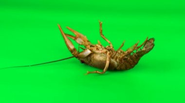Lobster stirring its limbs. Green background can be simply removed